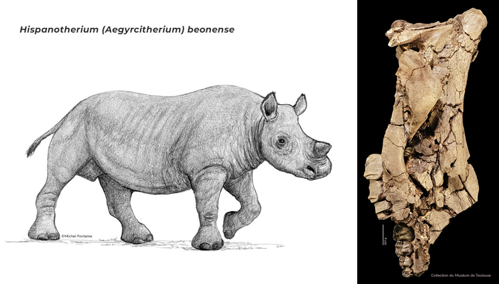 illustration et photos de la mandibule de Hispanotherium