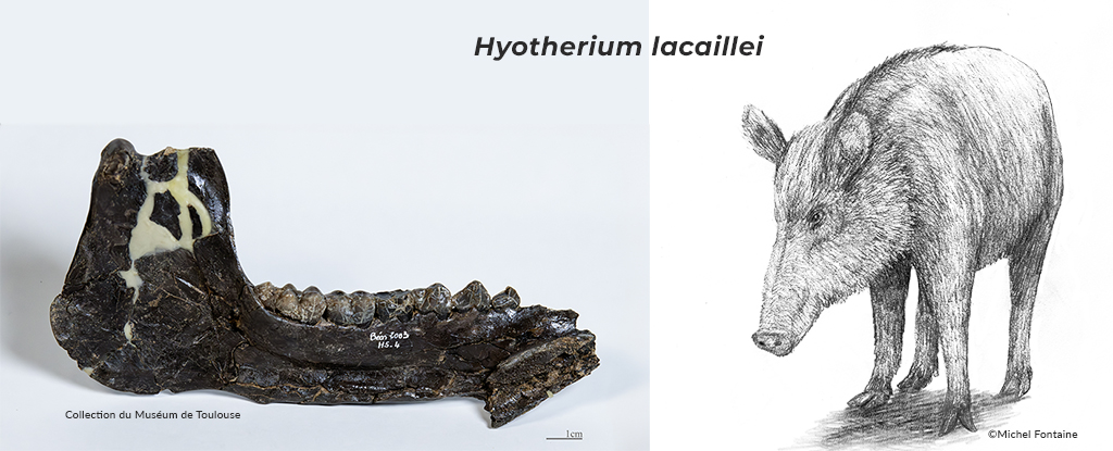 Photos de la mandibule de hyotherium