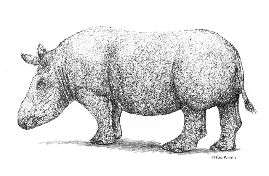 illustration