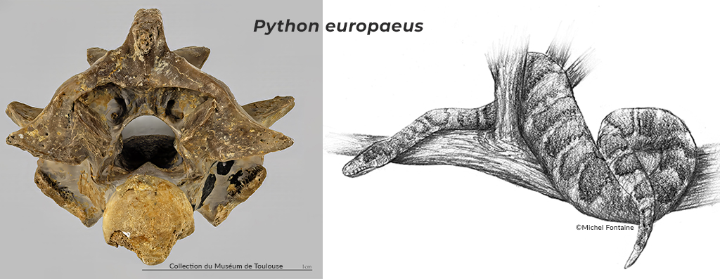 vertèbre de Python europeaus