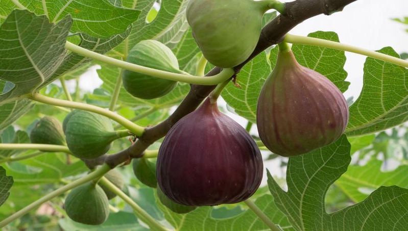 Figue. Article sur les plantes aphrodisiaques.