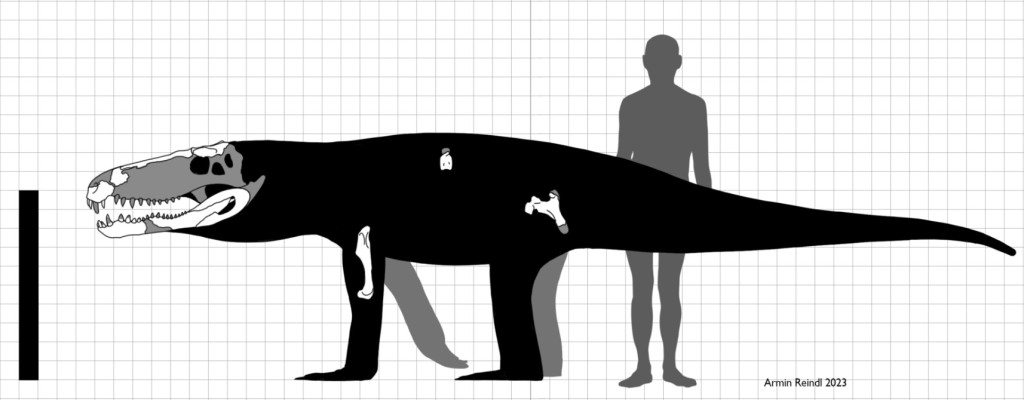 crocodilomorphe, Reconstitution de D. crassiproratus