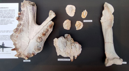 Dentaneosuchus crassiproratus, le super-prédateur du Sud de la France à l’Éocène moyen