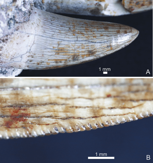dent, crocodilomorphe