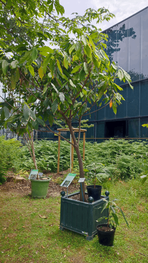 Cacoyer. Article sur les plantes aphrodisiaques.