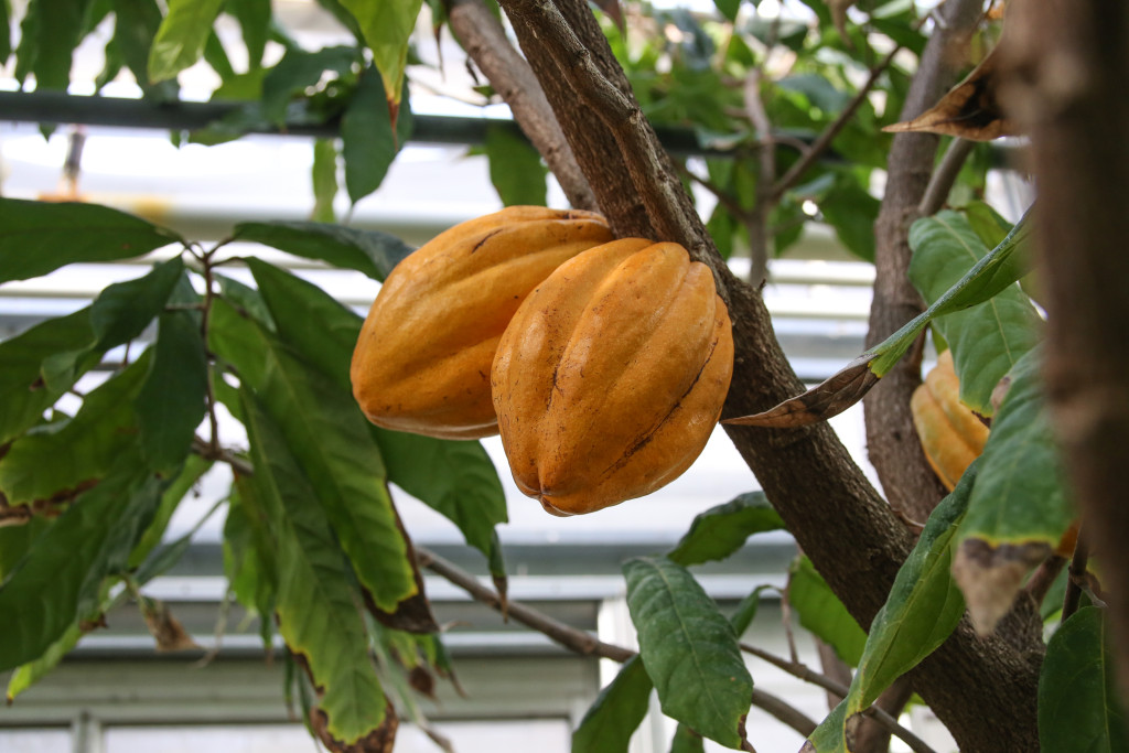 Cacao. Article sur les plantes aphrodisiaques.