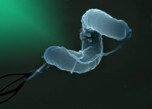 Helicobacter