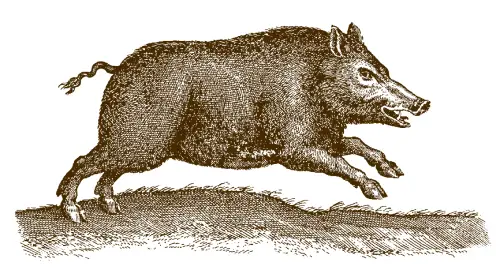 sanglier