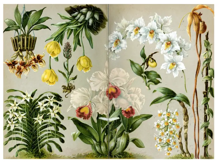 Représentation de différentes formes d’orchidées