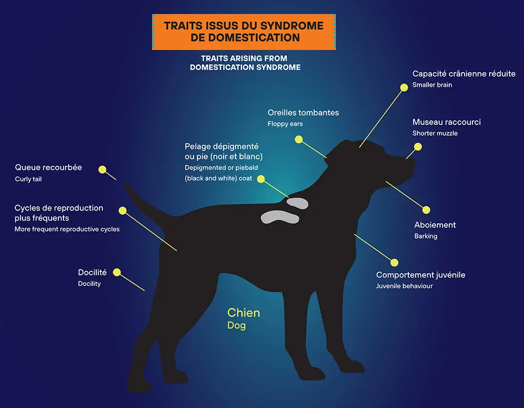 illustration d'un chien