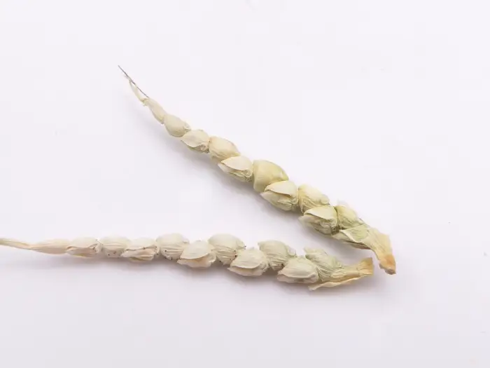 Teosinte Zea Mays Subsp Paviglumis