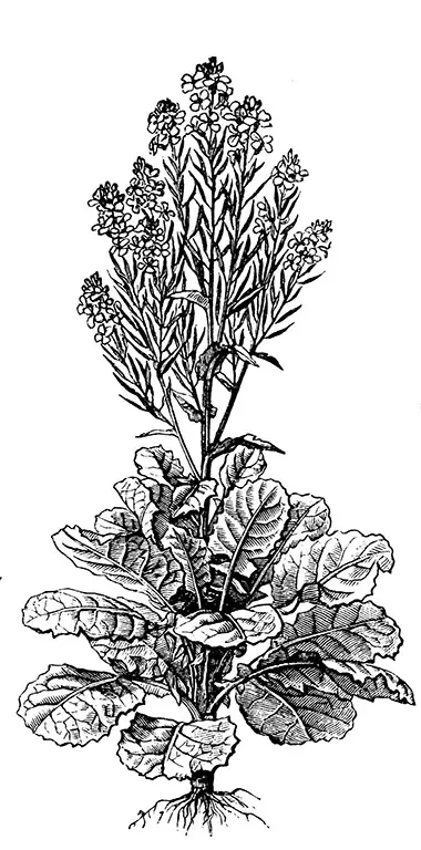 illustration choux