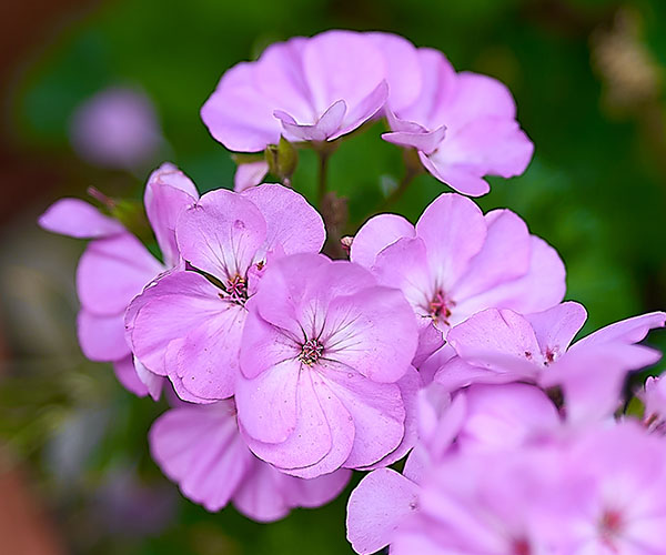 geranium