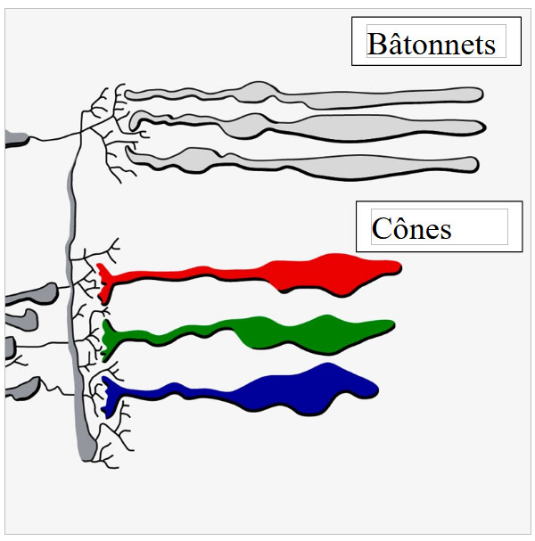 illustration photorecepteur