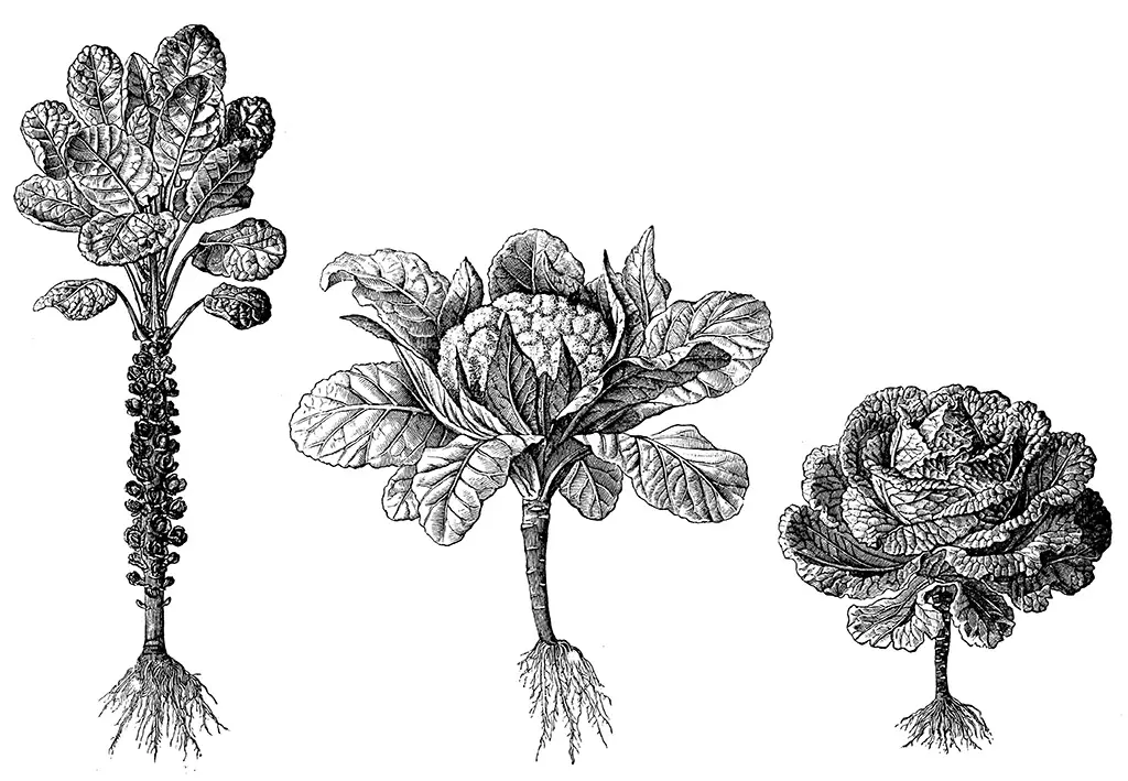 illustration de 3 choux