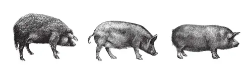 3 cochons
