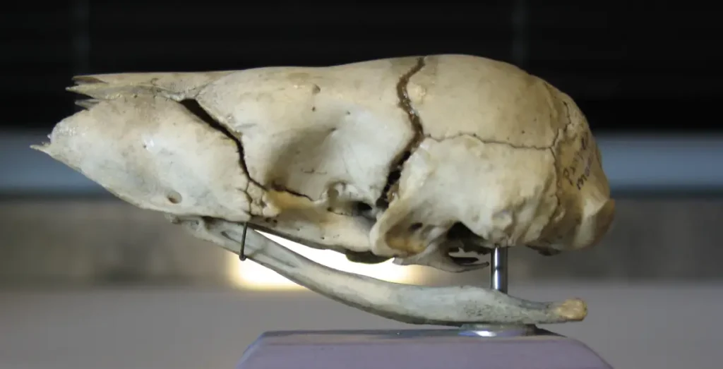 Crâne de pangolin géant juvénile