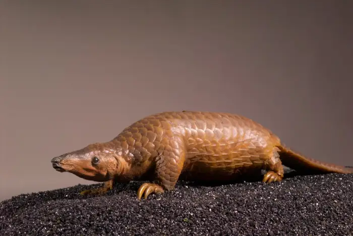 Pangolin malais naturalisé