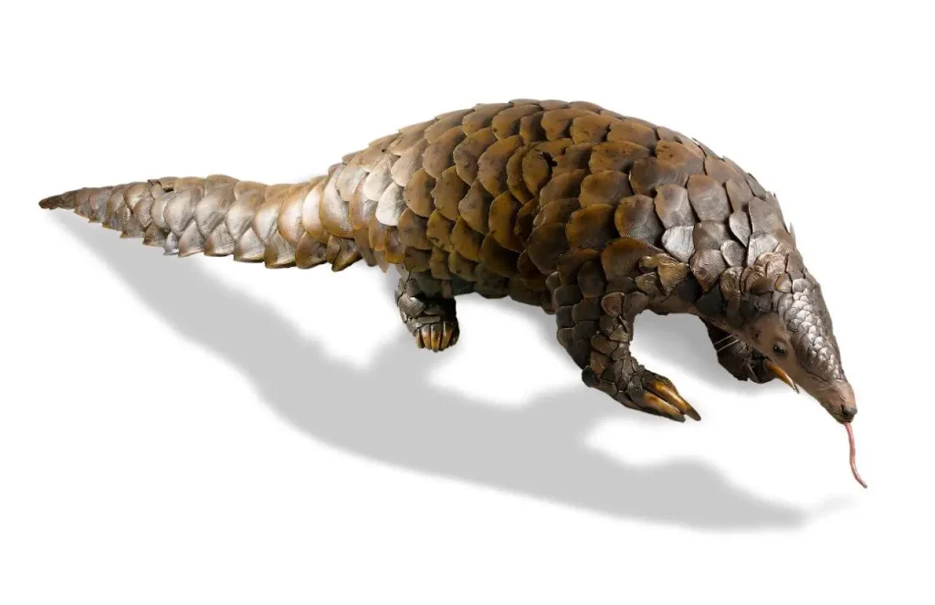 pangolin
