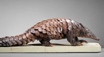 Pangolins, de croyances en révélations