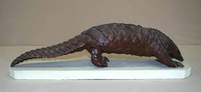 Pangolin à queue courte naturalisé