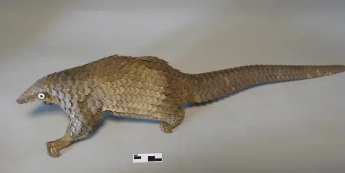 Pangolin à petites écailles naturalisé