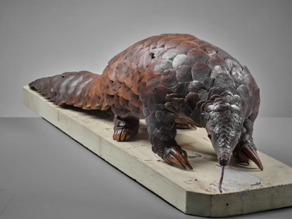 Pangolin géant juvénile naturalisé