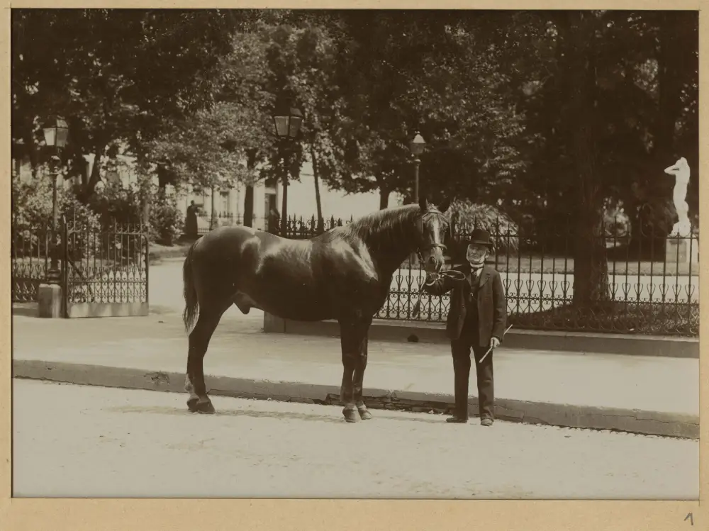 Chevaux du troisième attelage de Monsieur Boyer