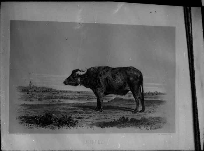 Dessin "Buffle" Mammifère