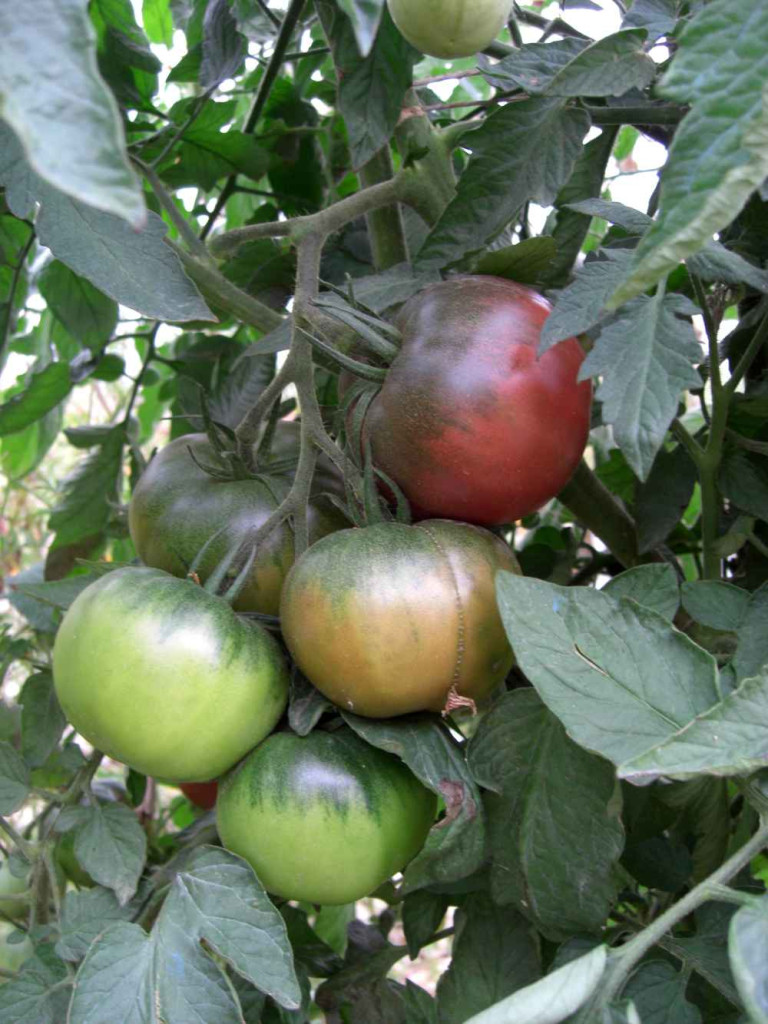 Tomate noire de Crimée