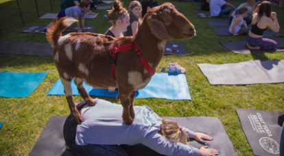 Zoothérapie et médiation animale : vers de nouvelles pratiques de soin ?