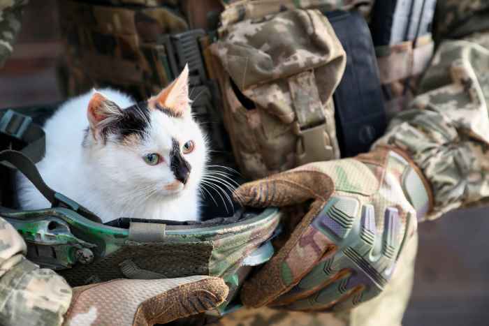 Soldat ukrainien sauvant un petit chat errant