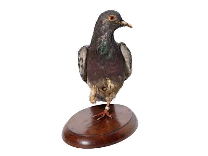 Cher Ami (pigeon) conservé au Musée national d’histoire américaine