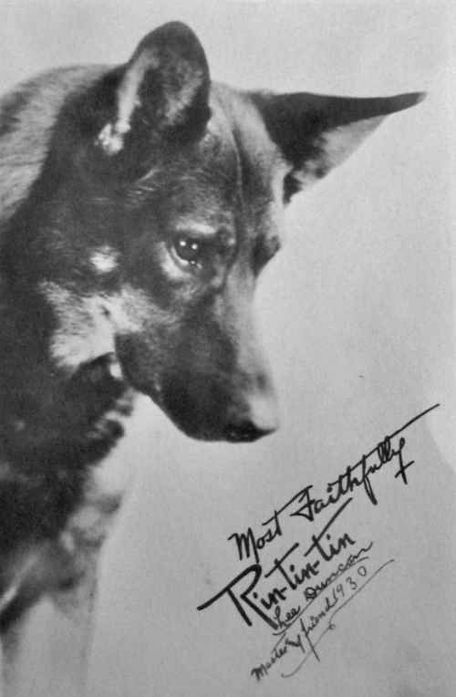 Rin-Tin-Tin