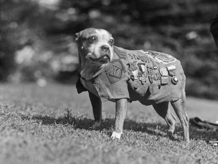 chien. Animaux soldats