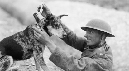 Les animaux soldats, ces alliés précieux qui ont servi dans les guerres