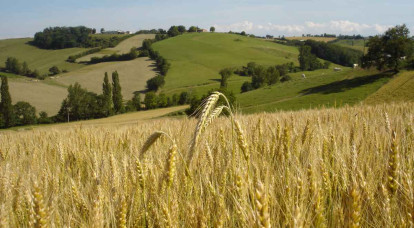 Une agriculture écologiquement intensive fait-elle sens ?