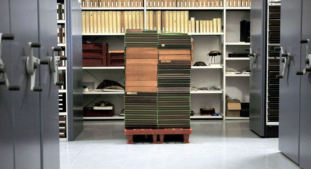 collections du Muséum de Toulouse