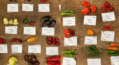 Le piment : une escalade sur l’échelle de Scoville