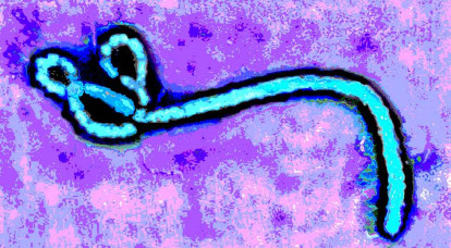 Sur le chemin d’Ebola depuis sa découverte il y a 50 ans