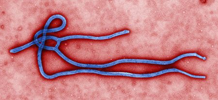 virus ebola