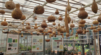 Calebasse : la plante aux mille visages