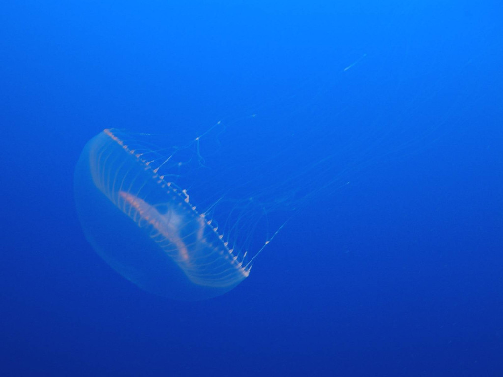 Méduse Aequorea victoria