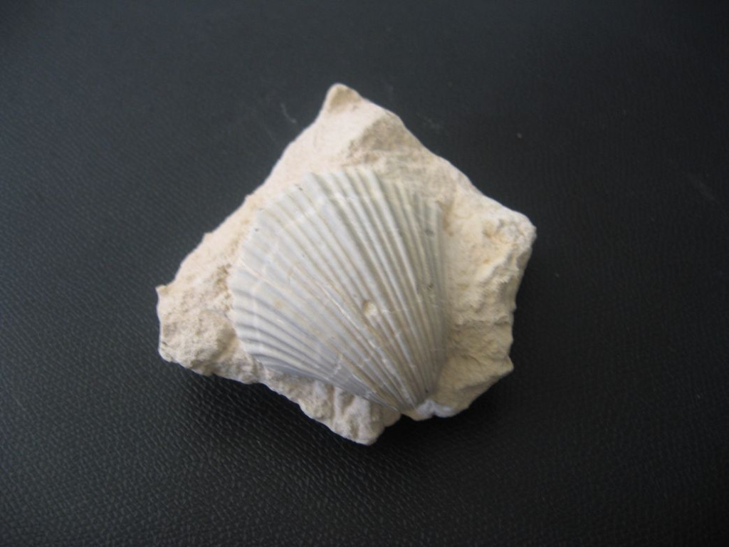 Coquillage