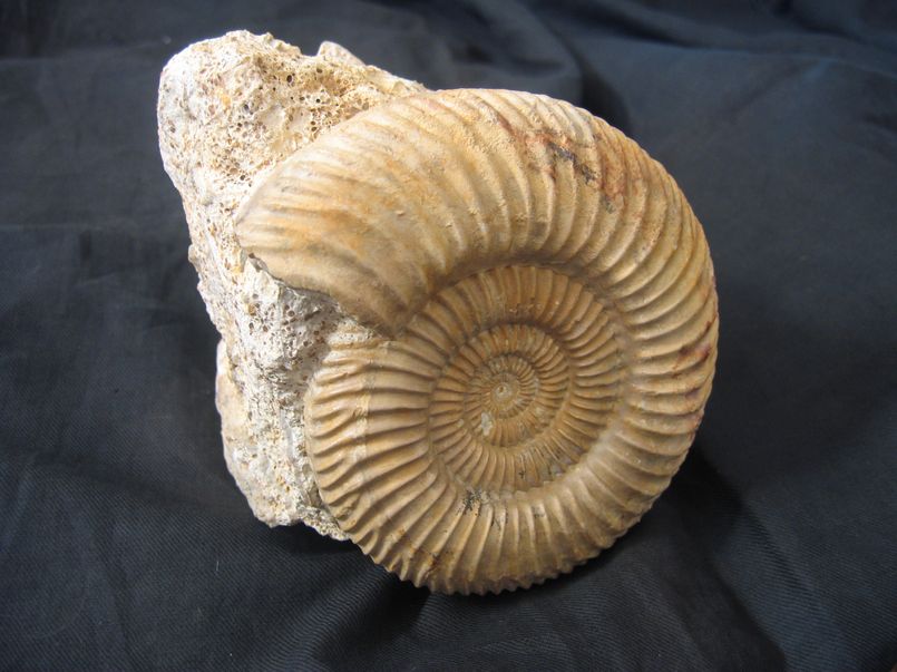 Ammonite